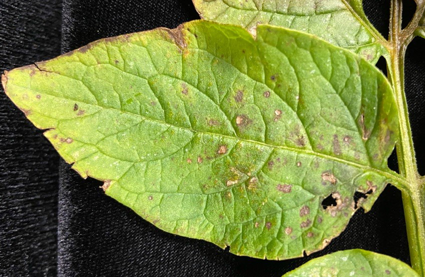 Small necrotic lesions on potato foliage